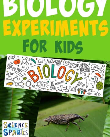 image of a bug and green leaves as a cover image for a collection of biology experiments for kids