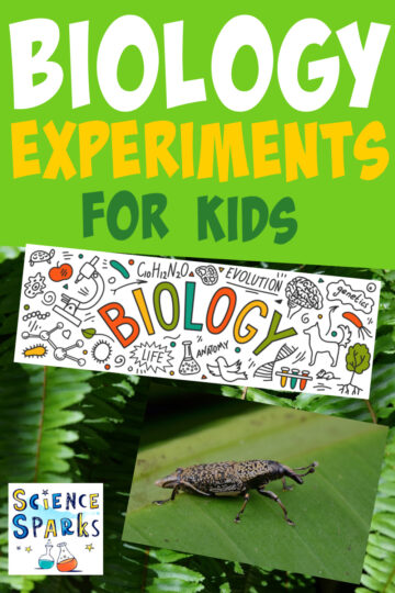 image of a bug and green leaves as a cover image for a collection of biology experiments for kids