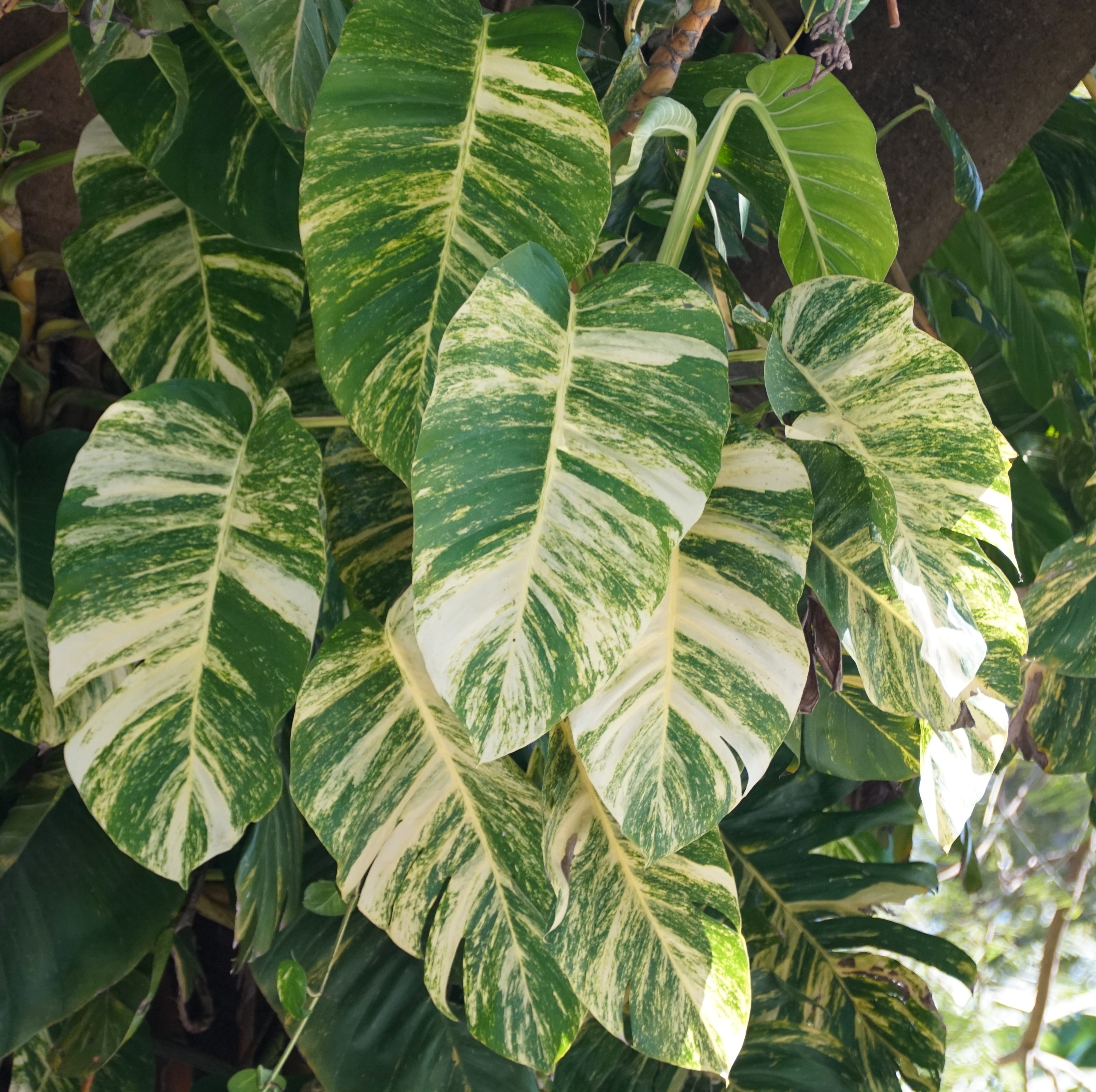 Beautiful variegated leaves of Giant Hawaiian Pothos climbing on top of a tree