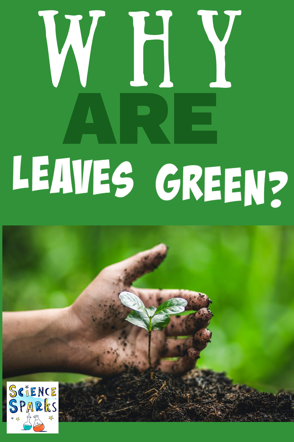 Image of a hand holding a small green plant