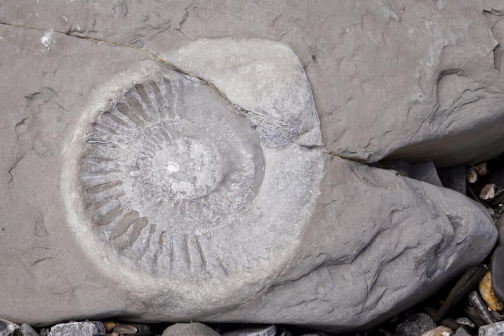 Ammonite fossil found on the Jurassic coast
