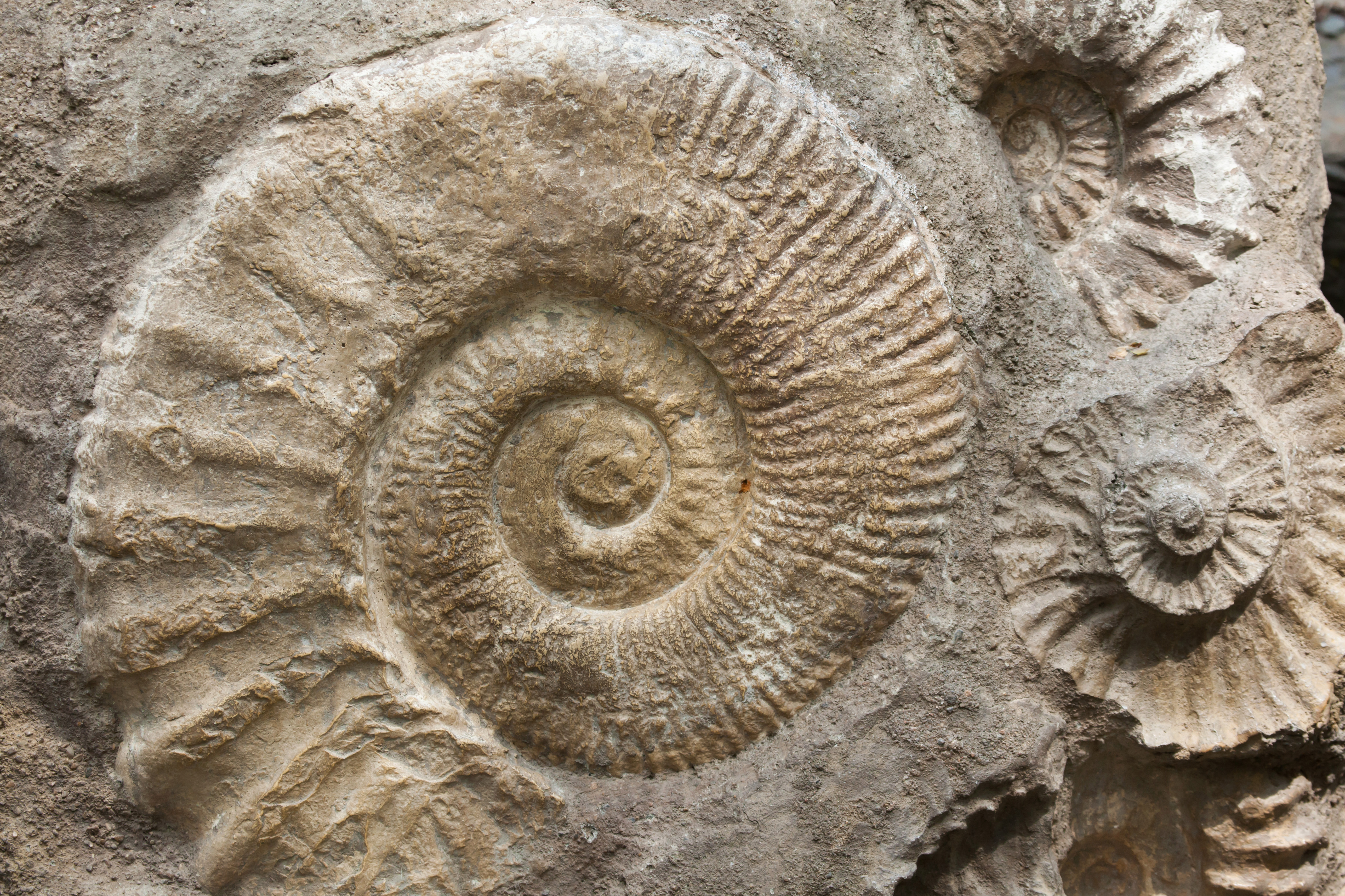 Ammonite fossil image
