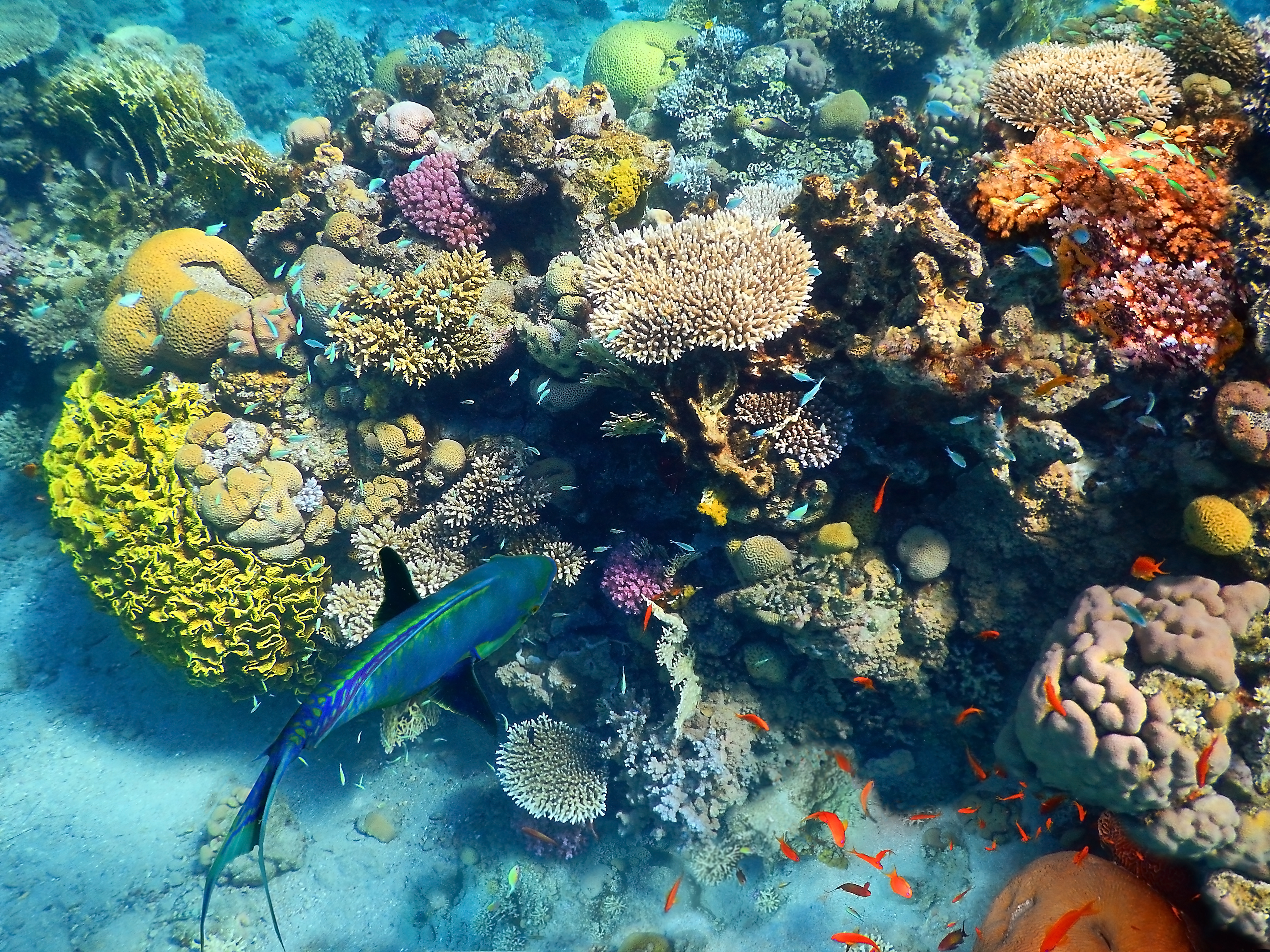 Eilat coral reef in Israel