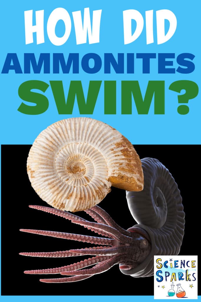 How did Ammonites swim
