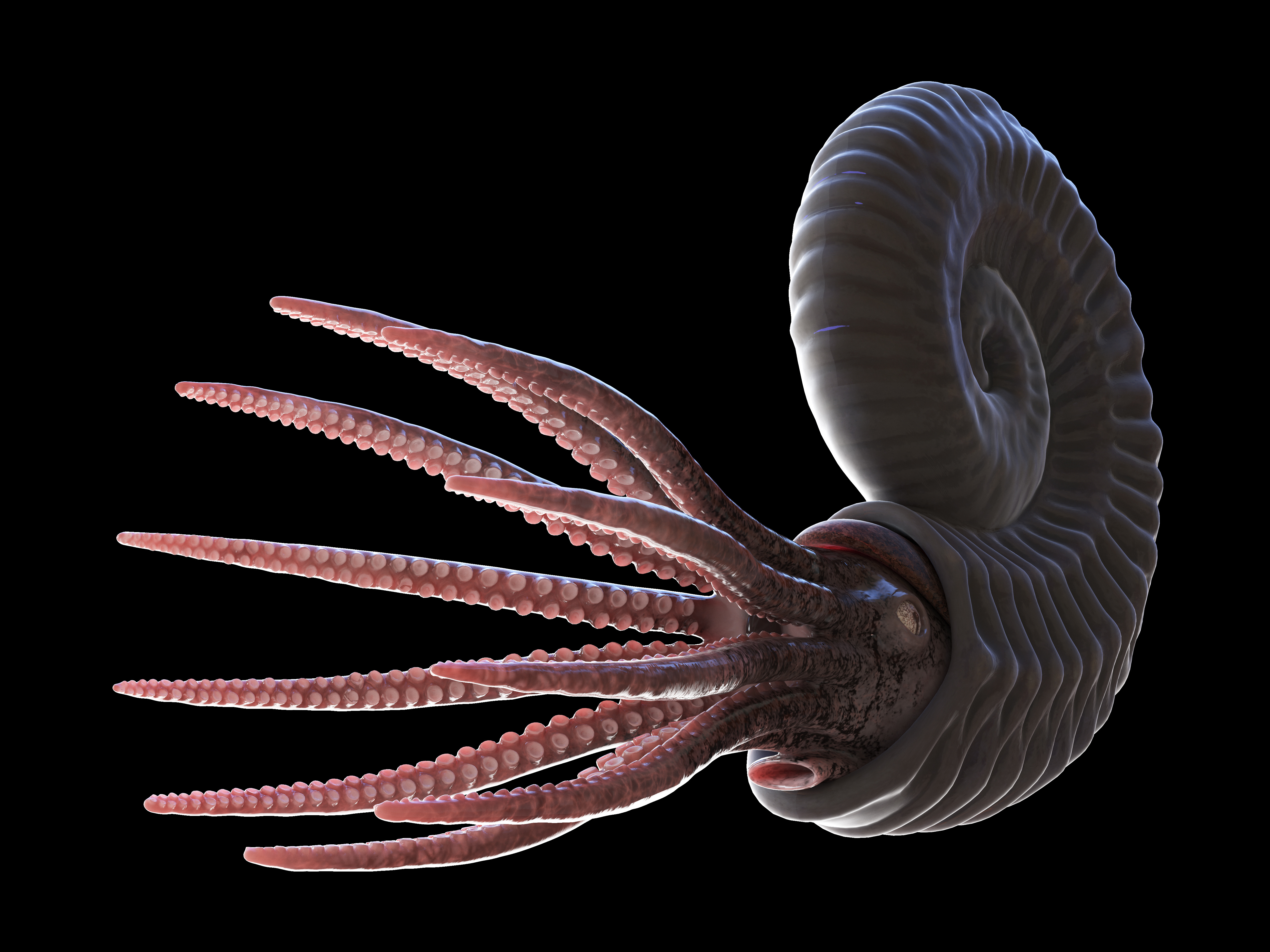 Ammonite image - 3D rendered. Image shows a screw shell and squid like body