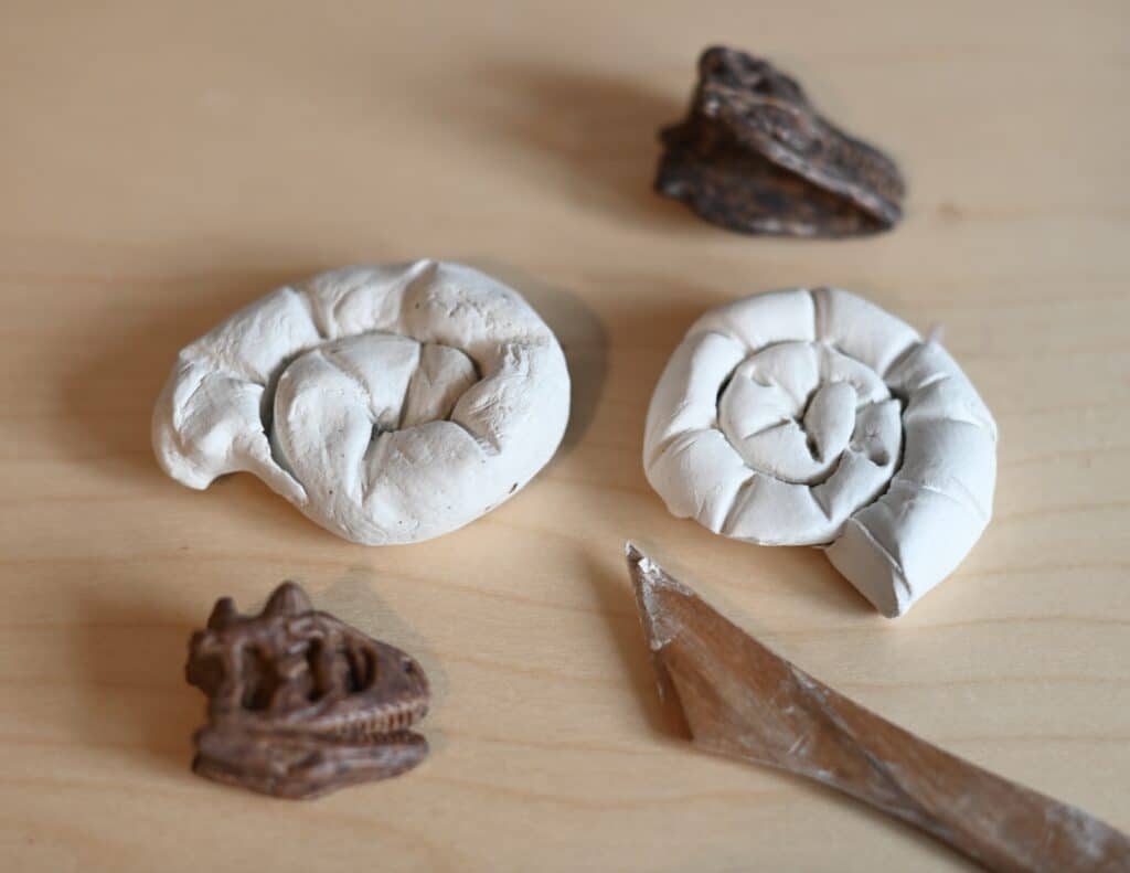 clay model of an ammonite