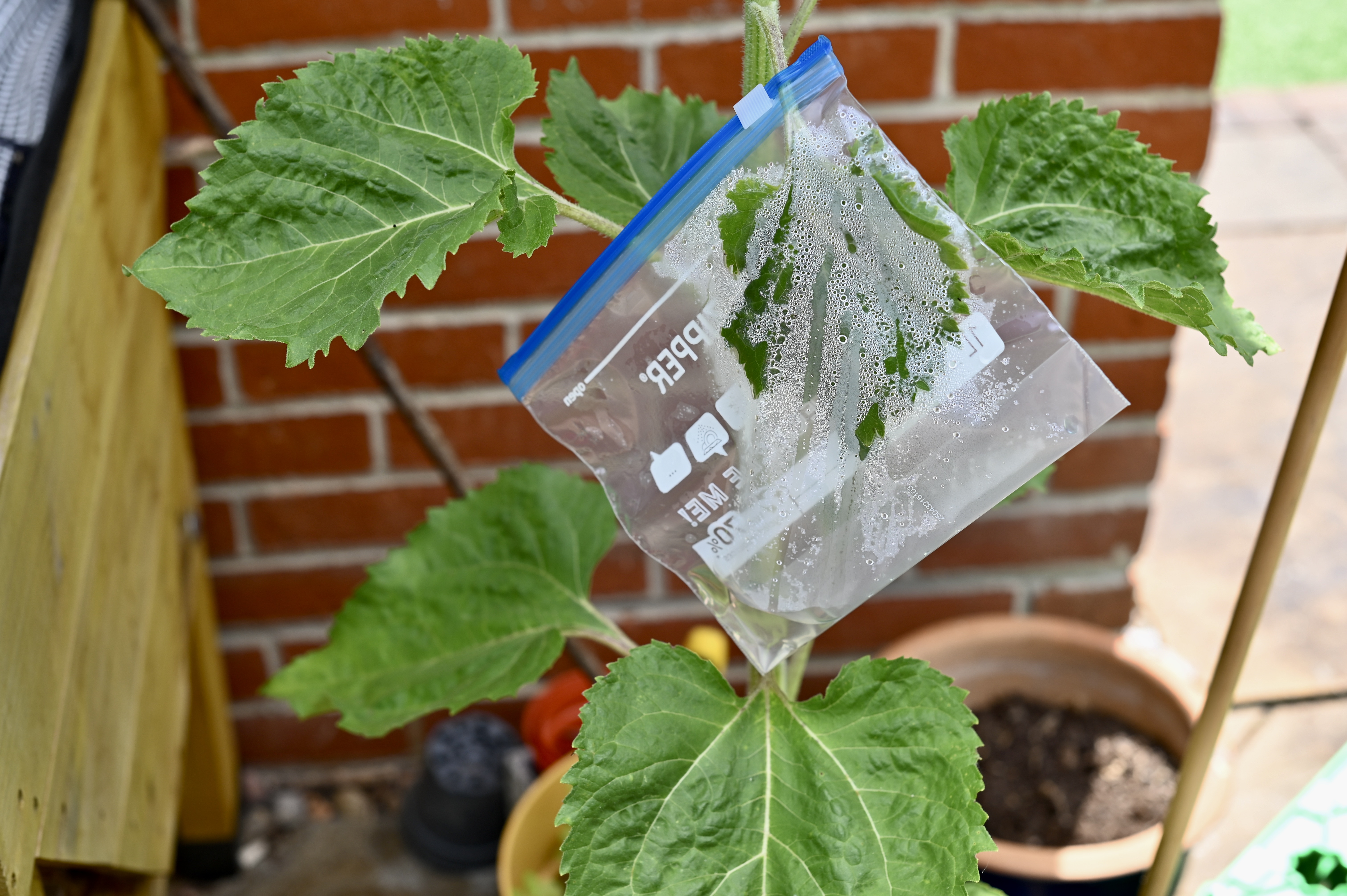 Large sunflower with a small plastic bag covered one of the large leaves.