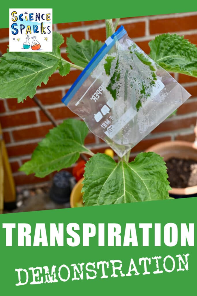 a plastic bag covering a large leaf of a plant for a transpiration activity