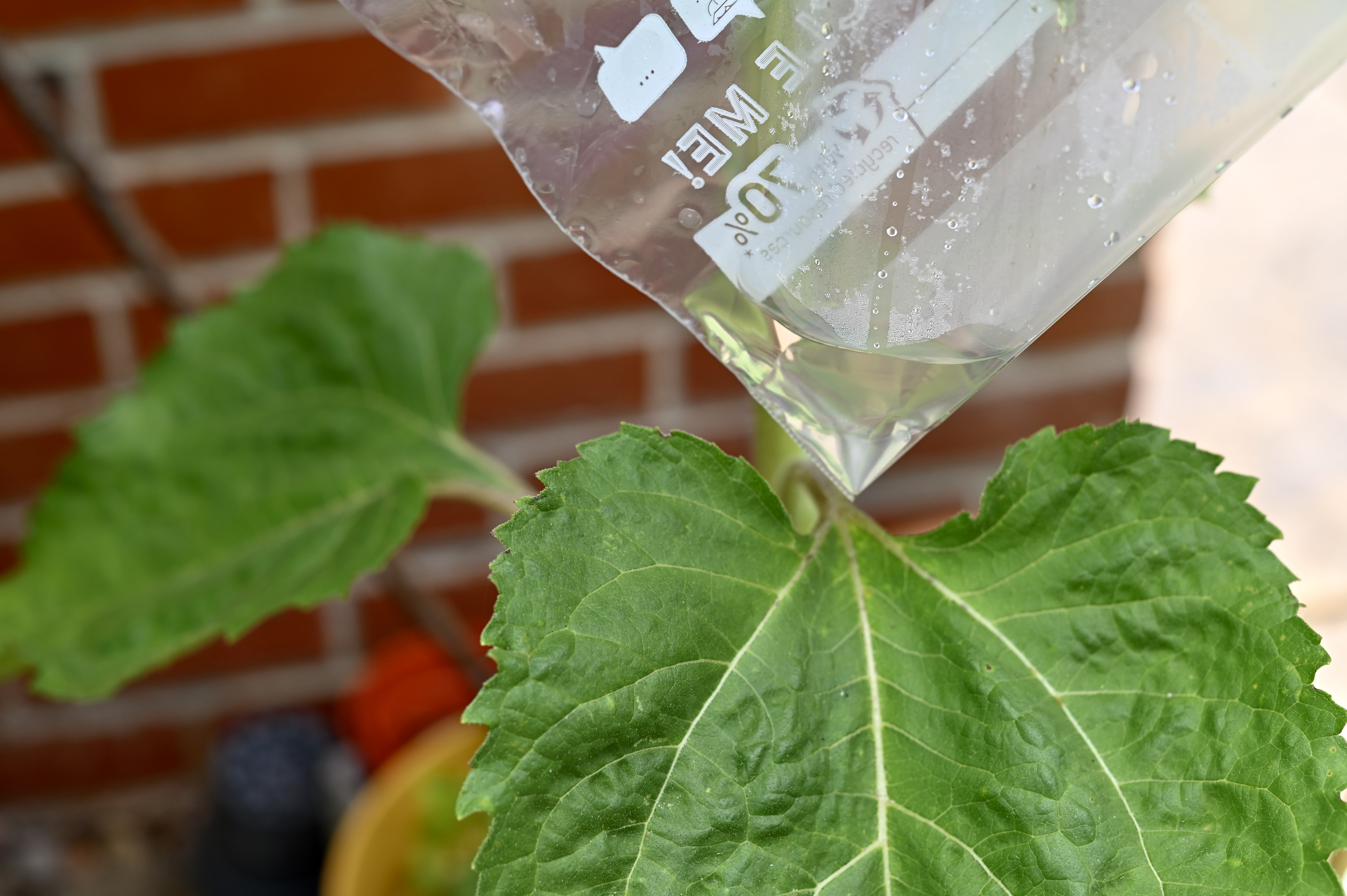 water collected inside a small plastic bag covering a leaf