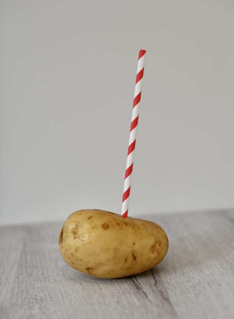 potato with a paper straw stuck inside as a science demonstration