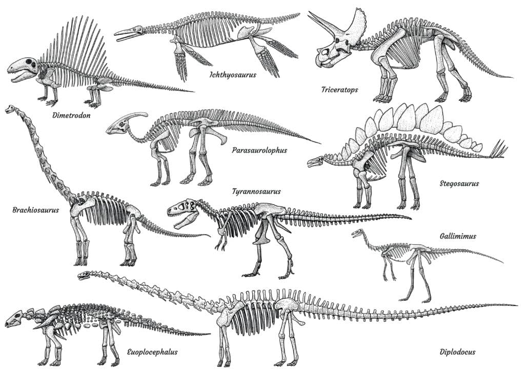 dinosaur skeleton images, including Diplodocus, Tyranosaurus, Parasaurolophus, stegosaurus and Brachiosaurus