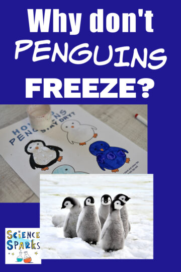 Penguins on the snow
