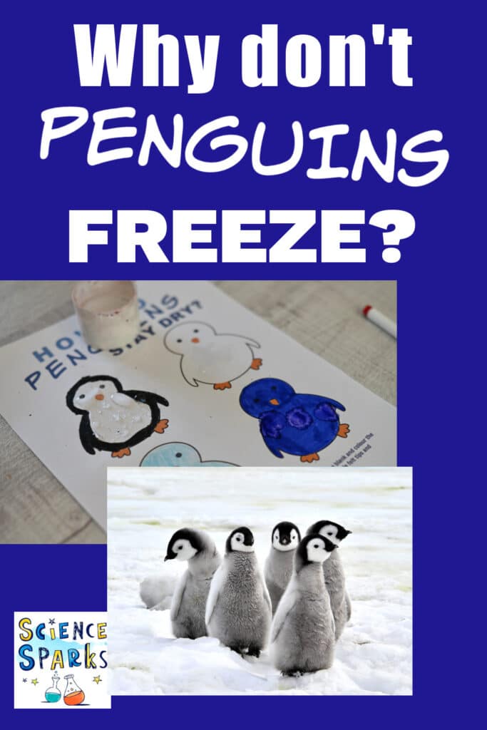 Penguins on the snow for a why don't penguins freeze science experiment