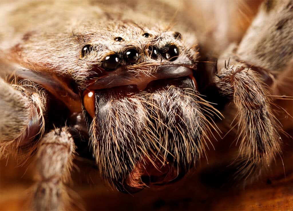 the 8 eyes of a Huntsman Spider