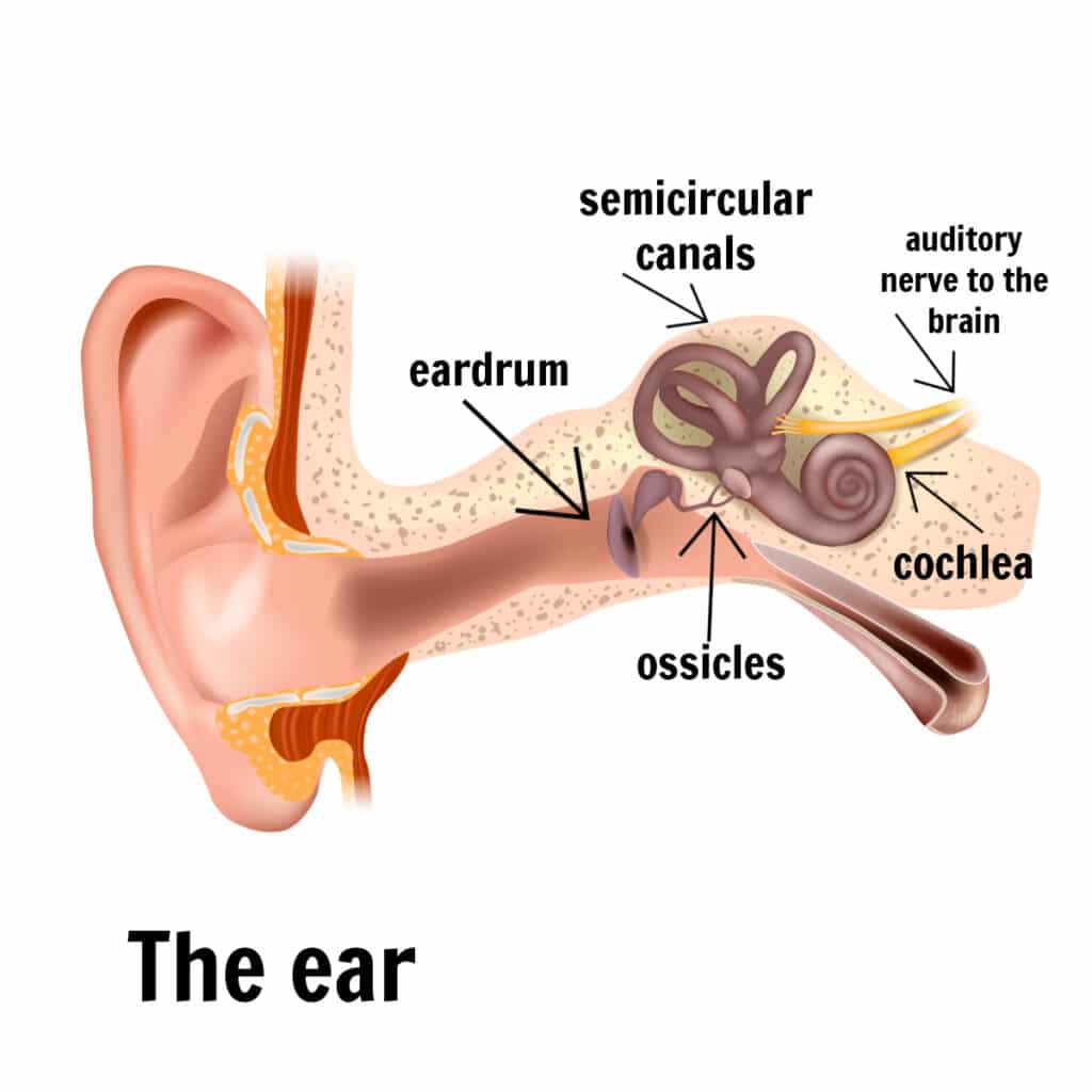 labelled diagram of the ear including eardrum, ossicles, semicircular canal, cochlea, nerve to the brain