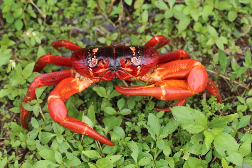 Red Crab on Christmas Island