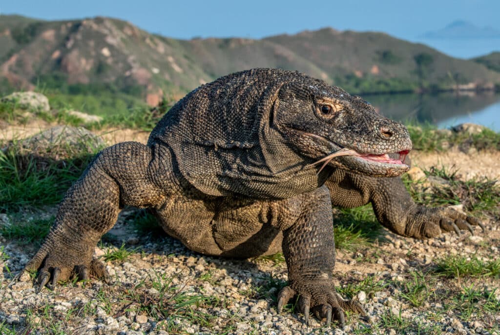 Komodo Dragon