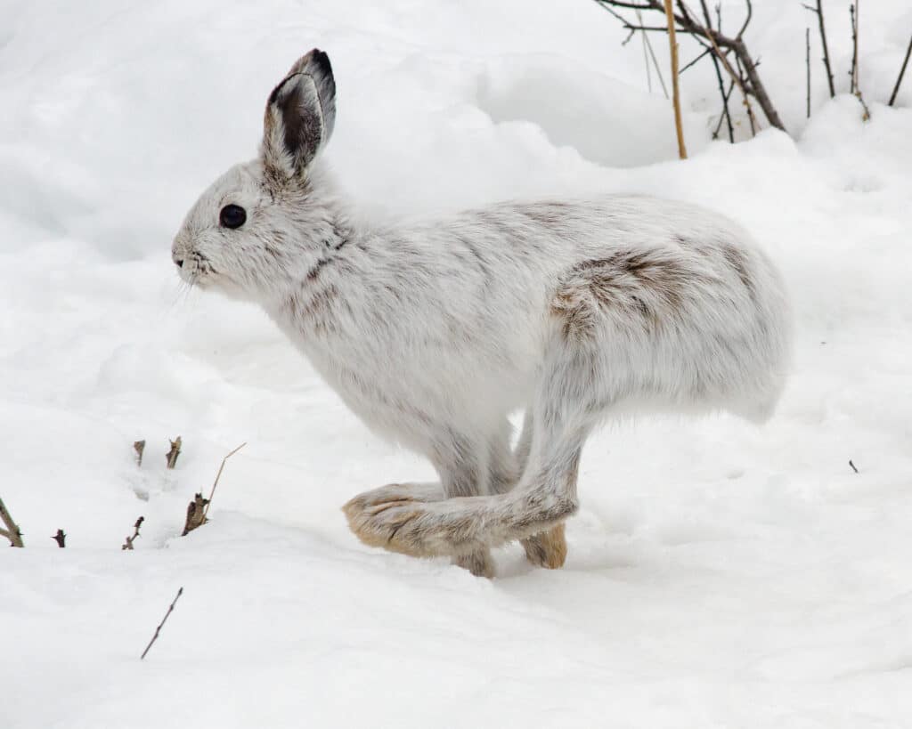 Snowshoe Hare showing its large feet