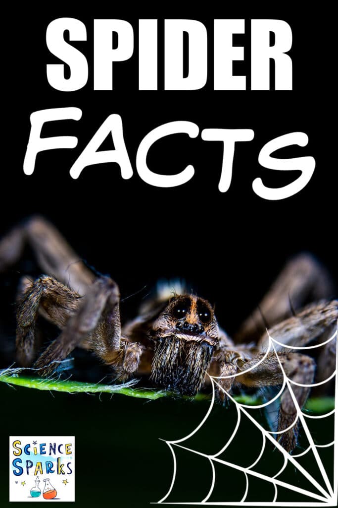 Spider facts text and an image of a terrifying spider