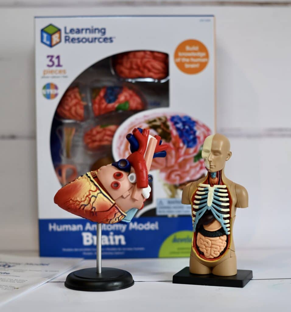 Learning Resources Anatomy model of the heart and human torso