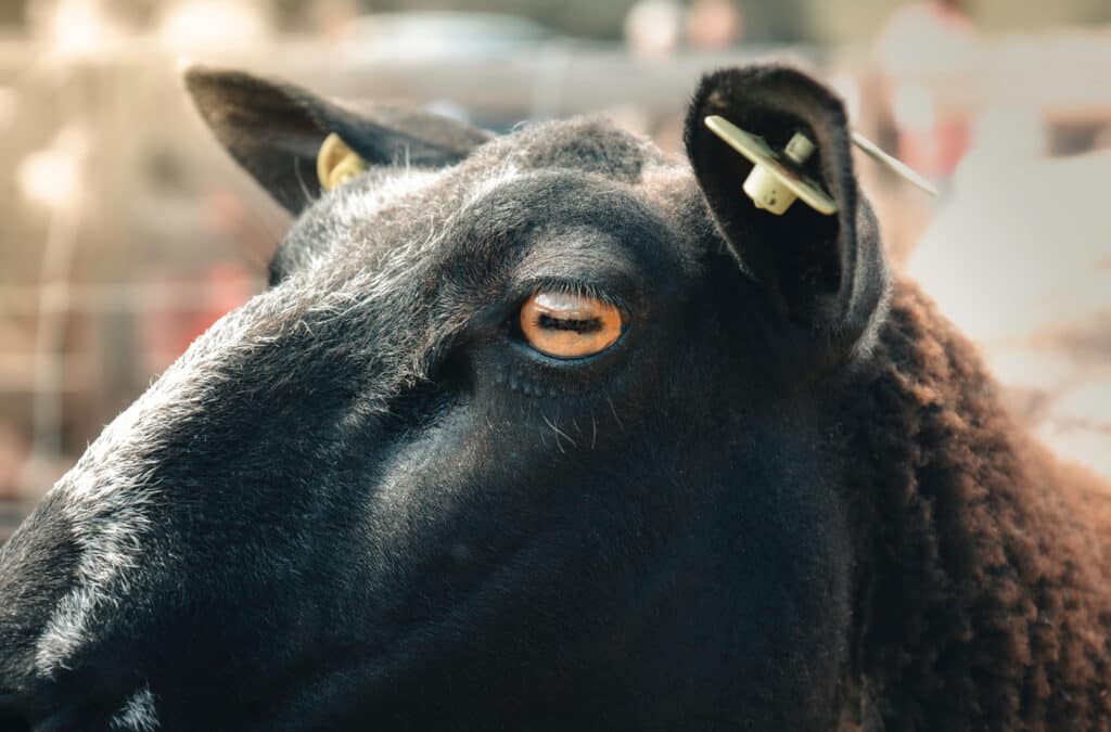 A sheep with a rectangular pupil