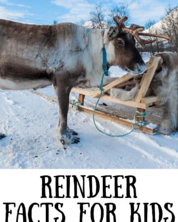 Reindeer facts for kids