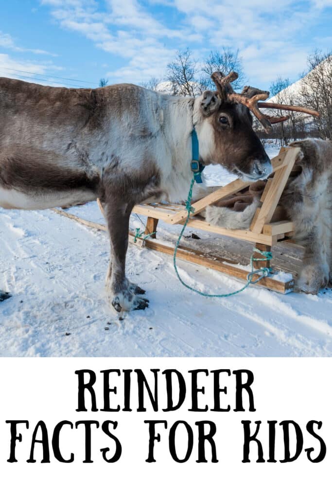 Reindeer  in the snow