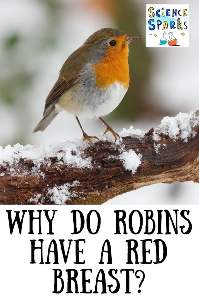 Why do robins have a red breast?