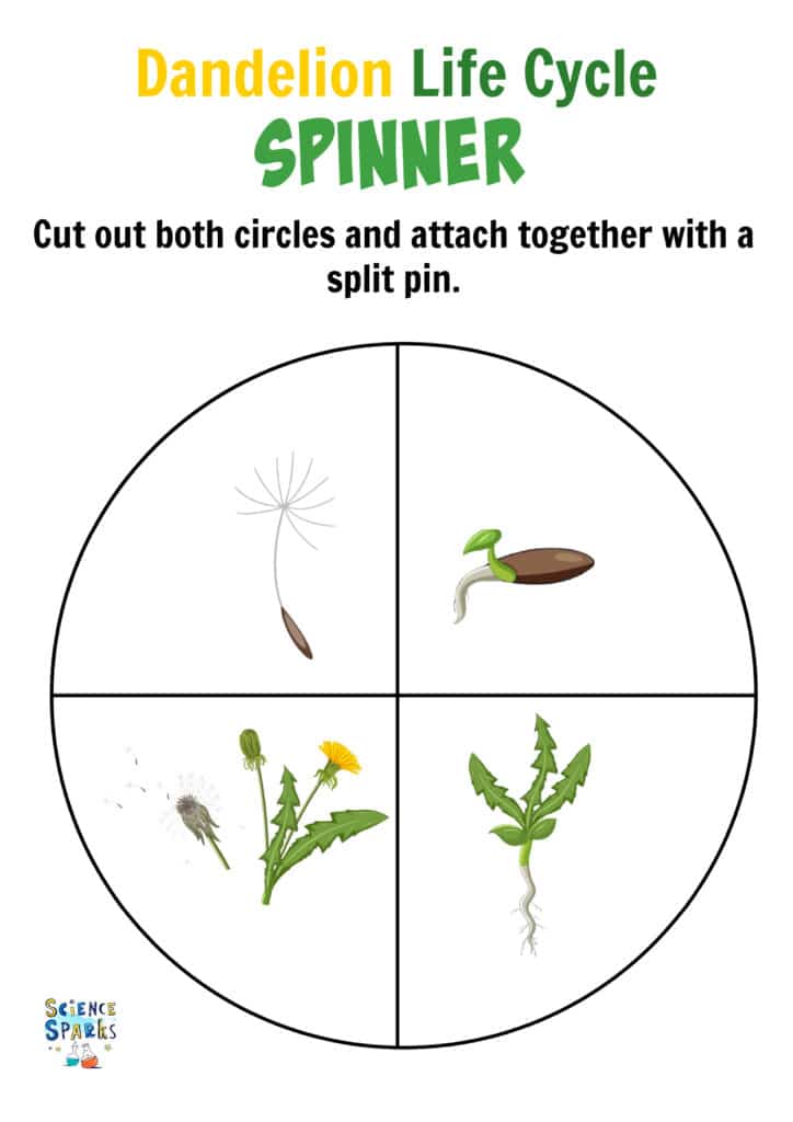 Template for a dandelion life cycle paper spinner