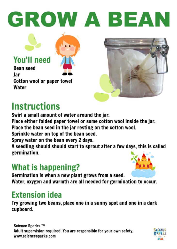 Grow a bean for Jack and the Beanstalk STEM Challenge