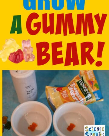 gummy bear sweets in water and salt water for an osmosis science experiment