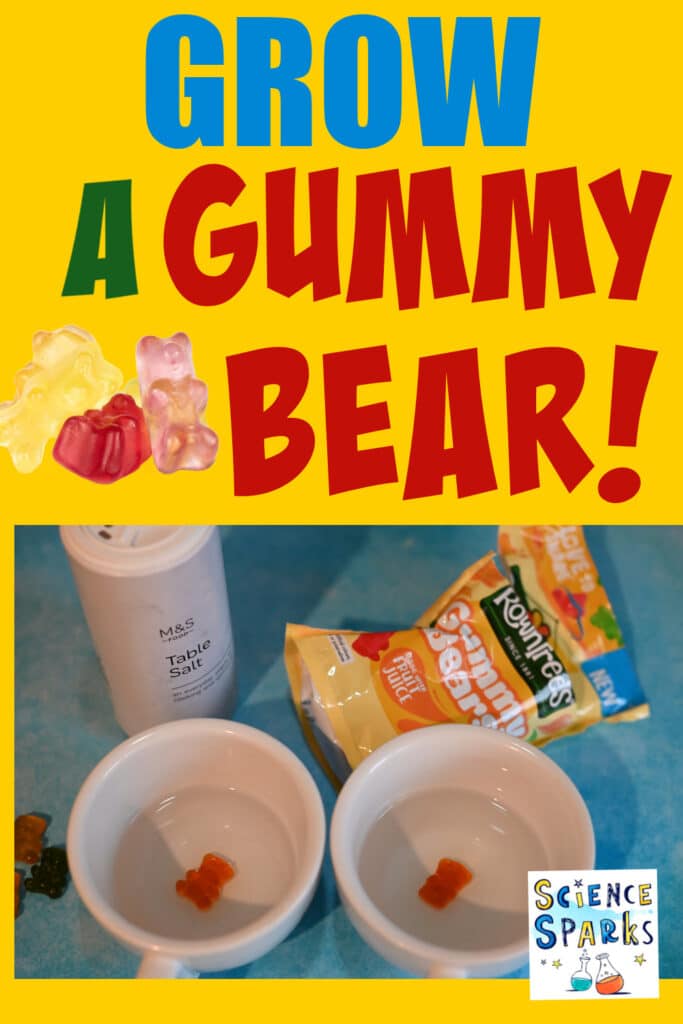 gummy bear sweets in water and salt water for an osmosis science experiment