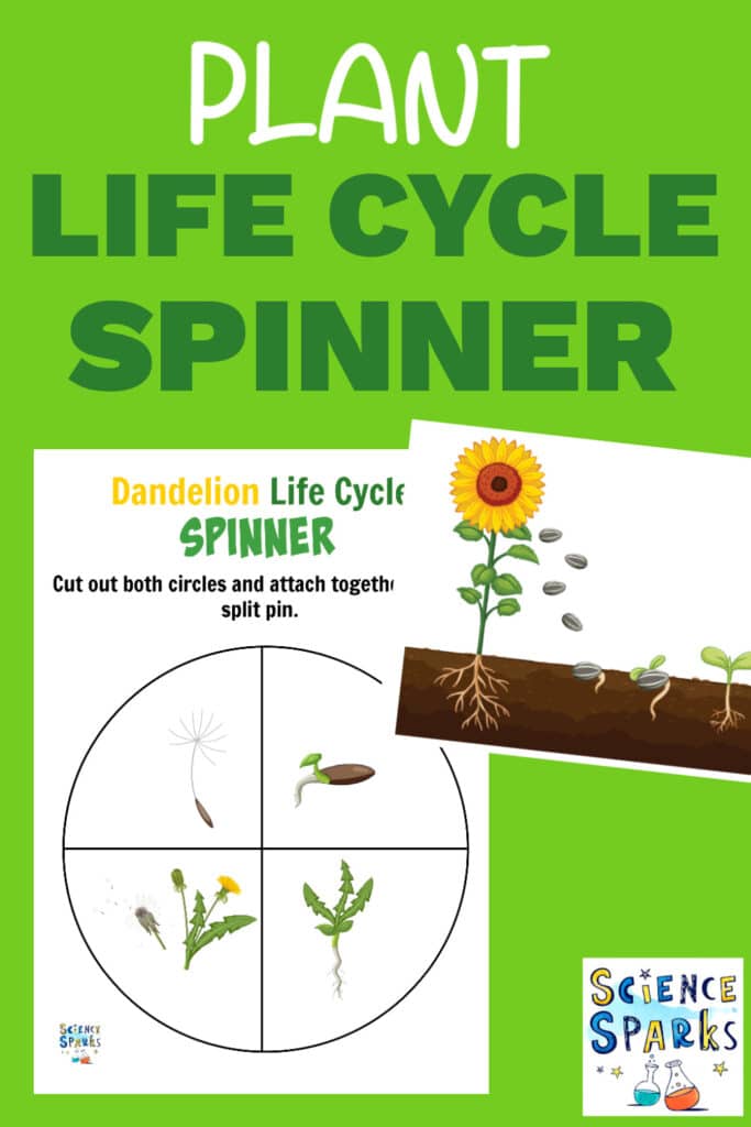 dandelion plant life cycle spinner. 