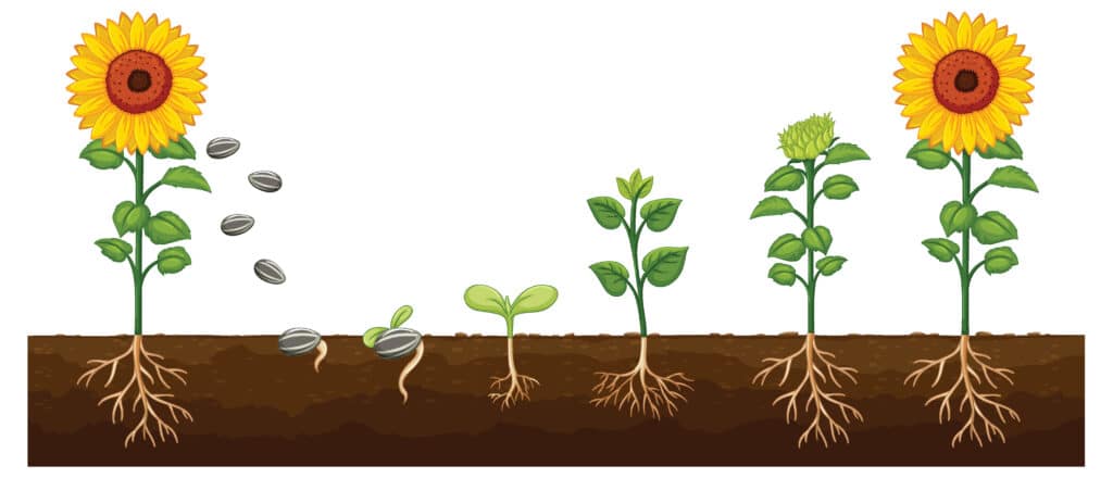 Image showing the life cycle of a sunflower