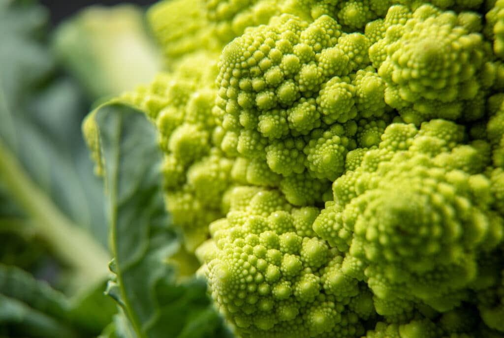 Romanesco Brocolli - Fibonacci sequence