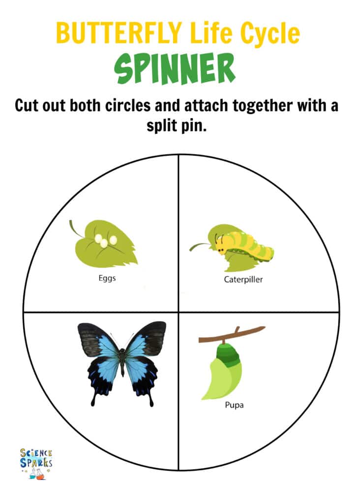 Butterfly life cycle spinner