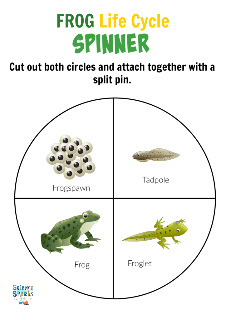 Rueda giratoria del ciclo de vida de la rana que muestra rana, rana, rana y rana.