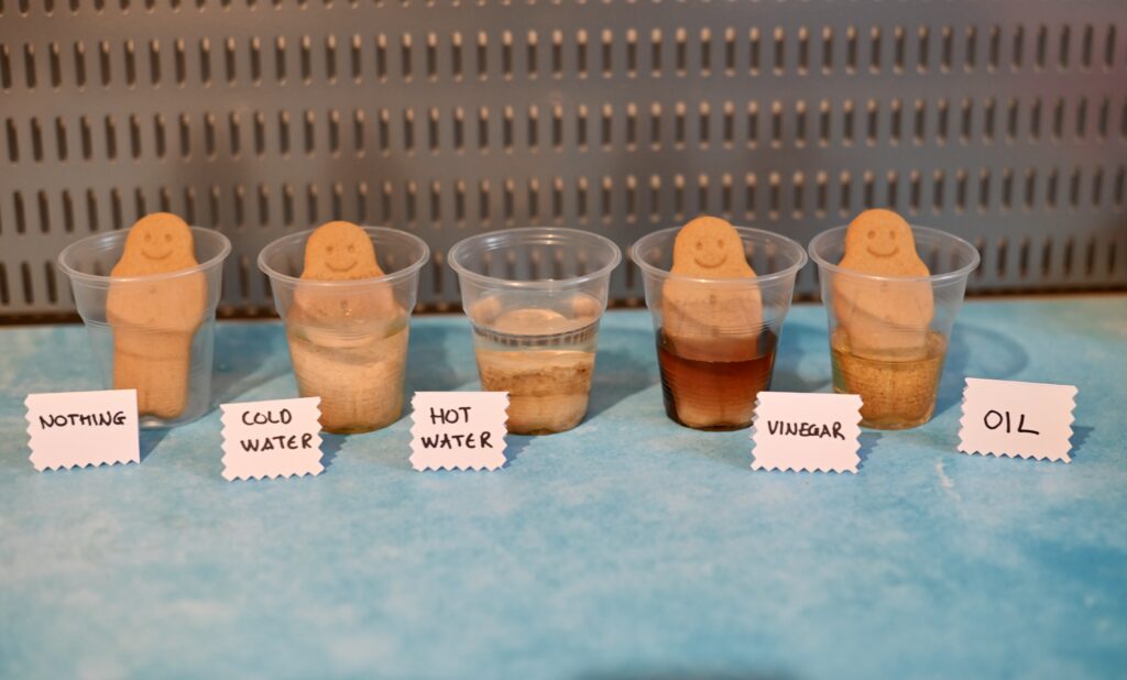 Gingerbread man biscuits in different liquids for a science experiment