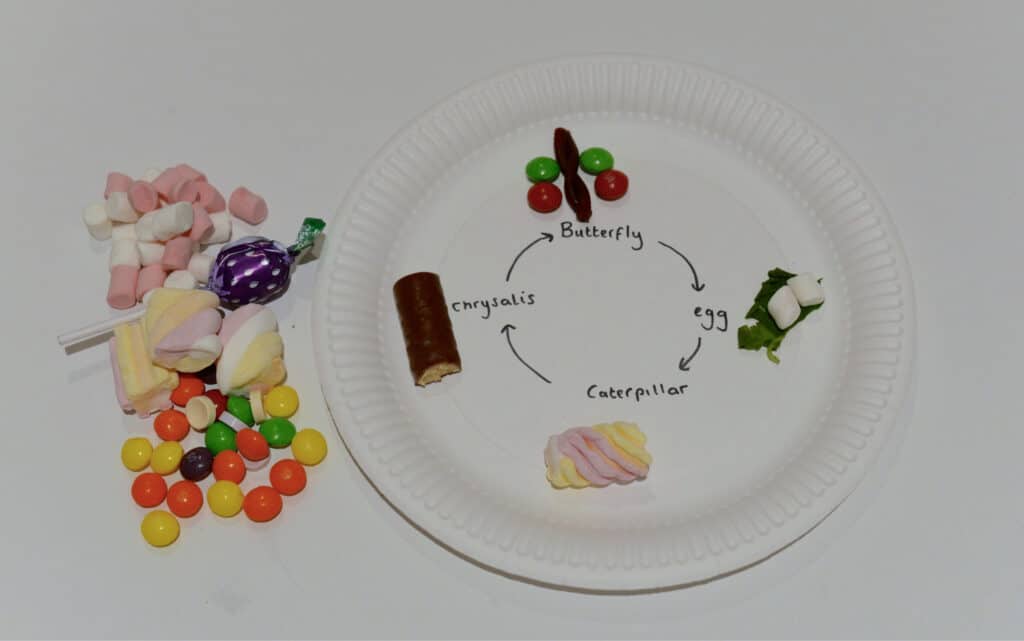 Ciclo de vida visual de la mariposa del plato de papel hecho de dulces.