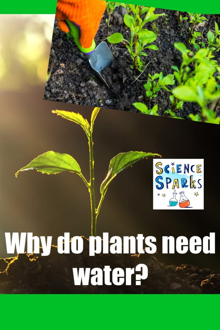Why do plants need water?