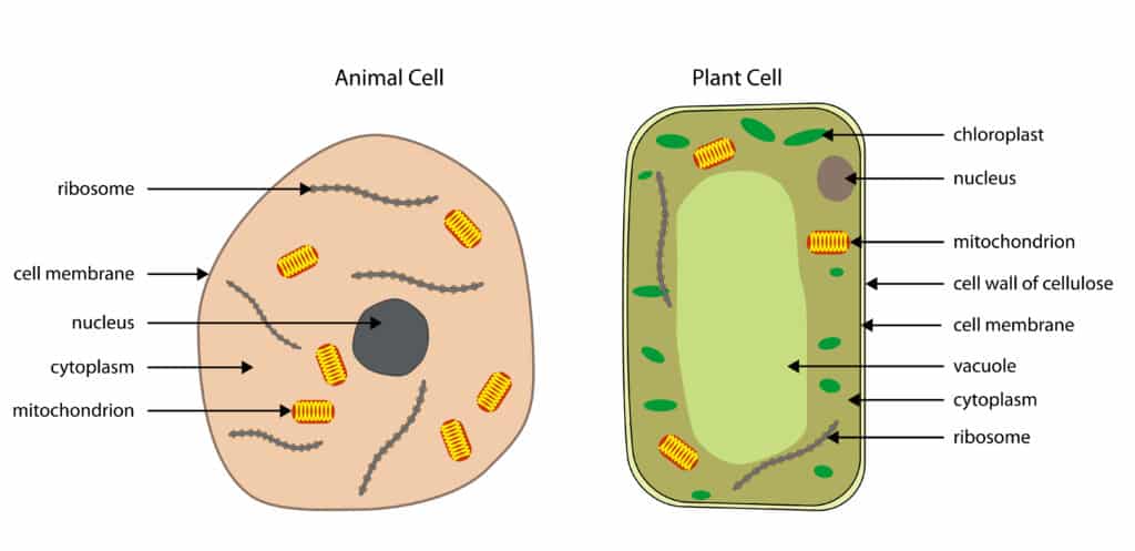 Labelled plant and animal cell diagram