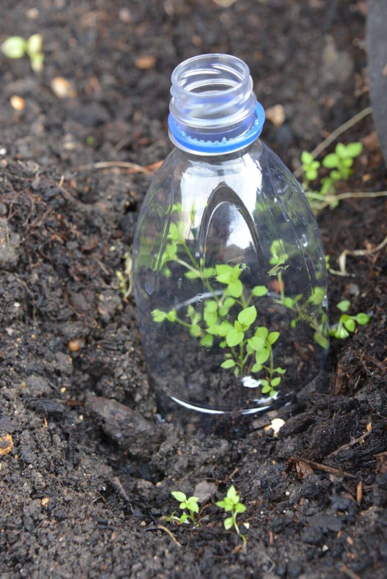 mini DIY greenhouse made from a plastic bottle