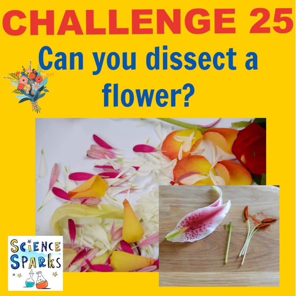 dissect a flower STEM challenge