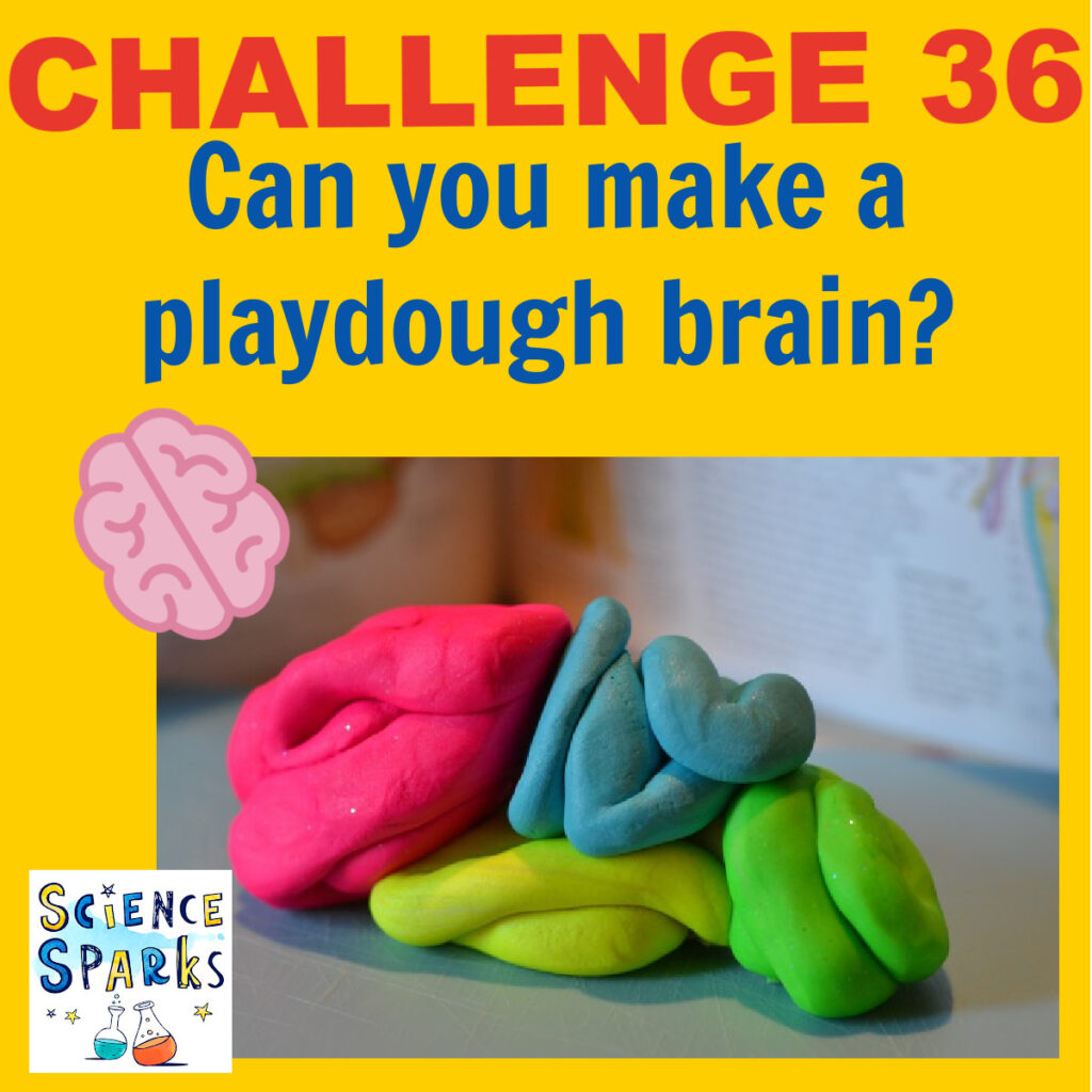 Challenge 36 - play dough brain