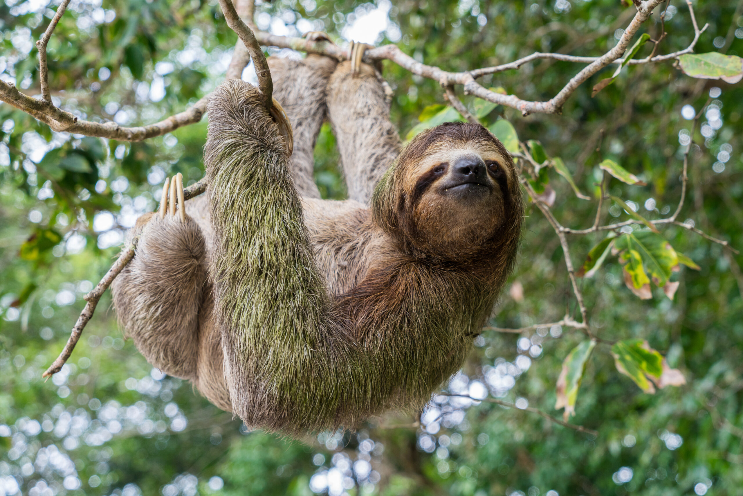 Sloth in a tree