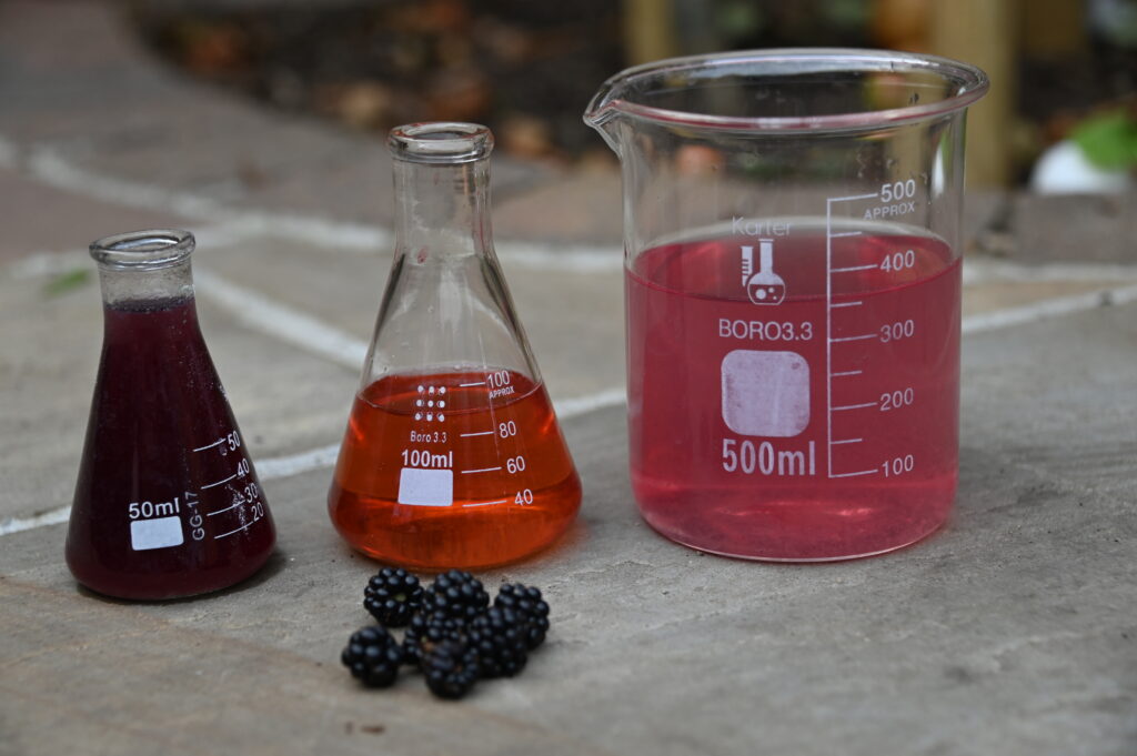 Blackberry indicator under neutral, acidic and alkaline conditions. the neutral solution is pink, acidic red