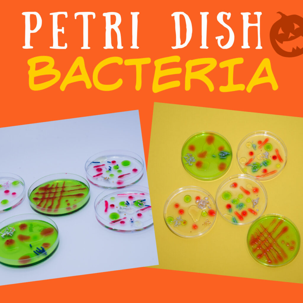 Petri Dish Bacteria