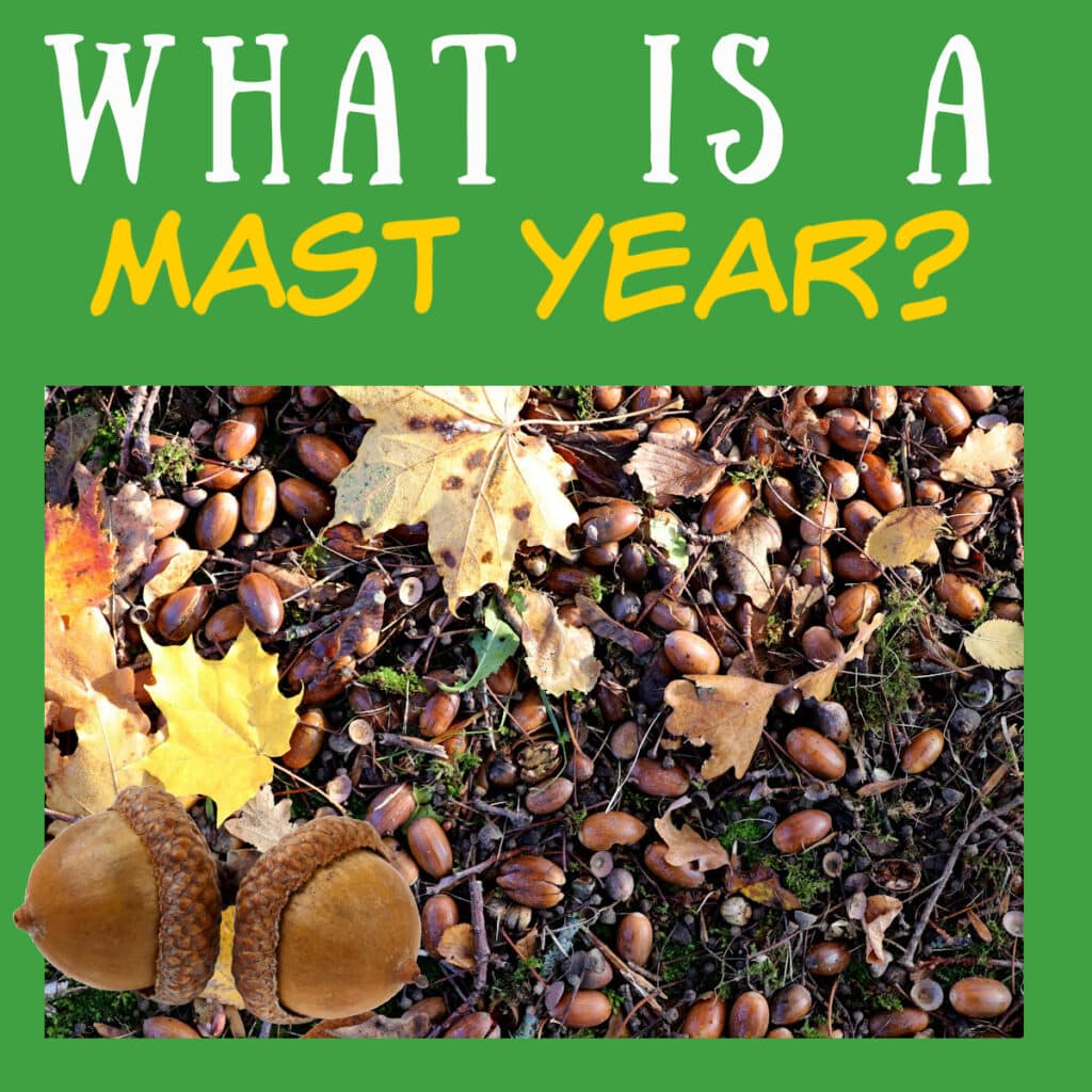 acorns on the ground