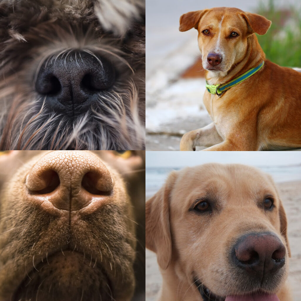 dog noses