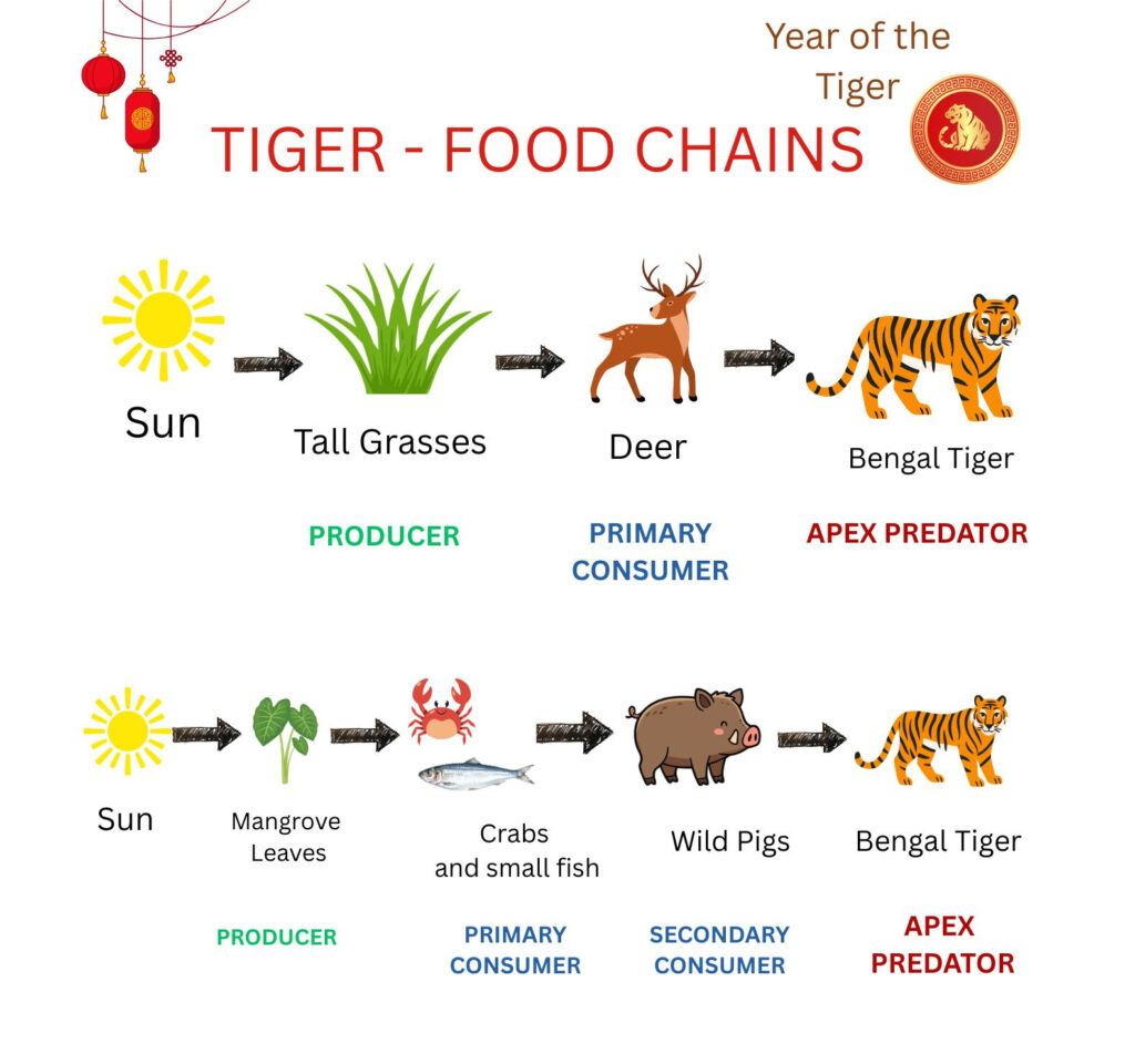 Tiger food chains